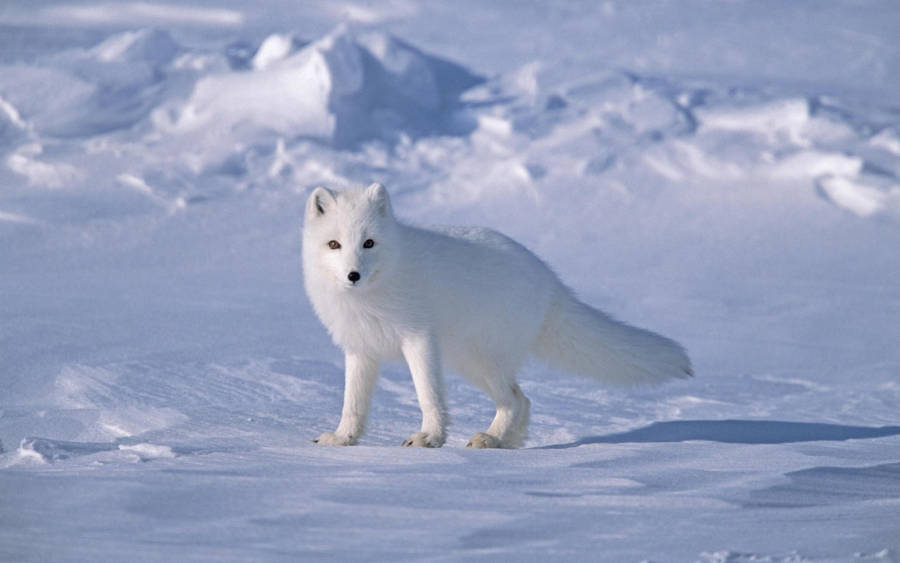 Lonely Arctic white fox wallpaper