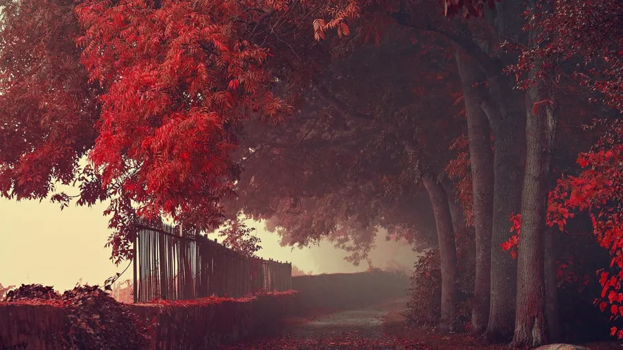Red Forest
