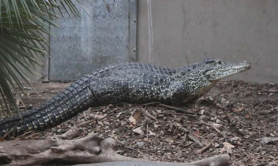 Crocodilo Preto Descansando no Solo