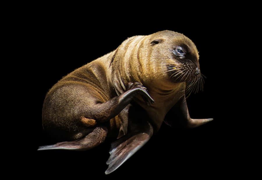 Baby Seal Black Background