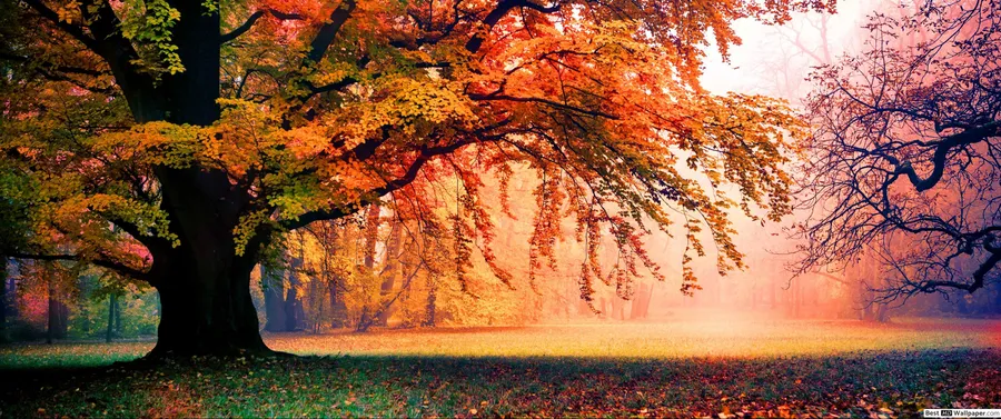 3440x1440 Fall