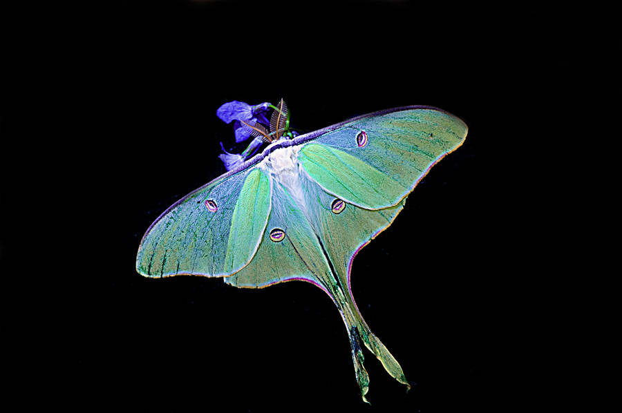 Papillon lumineux sur fond noir