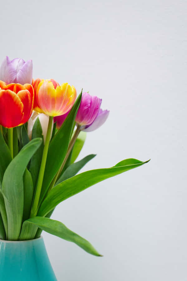 Tulipani Colorati in Vaso Blu