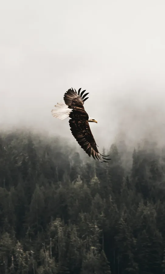 Flying Eagle In Rainforest