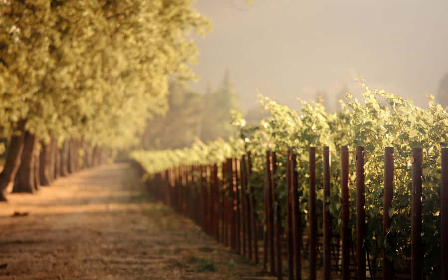 vine Background 2560 x 1600