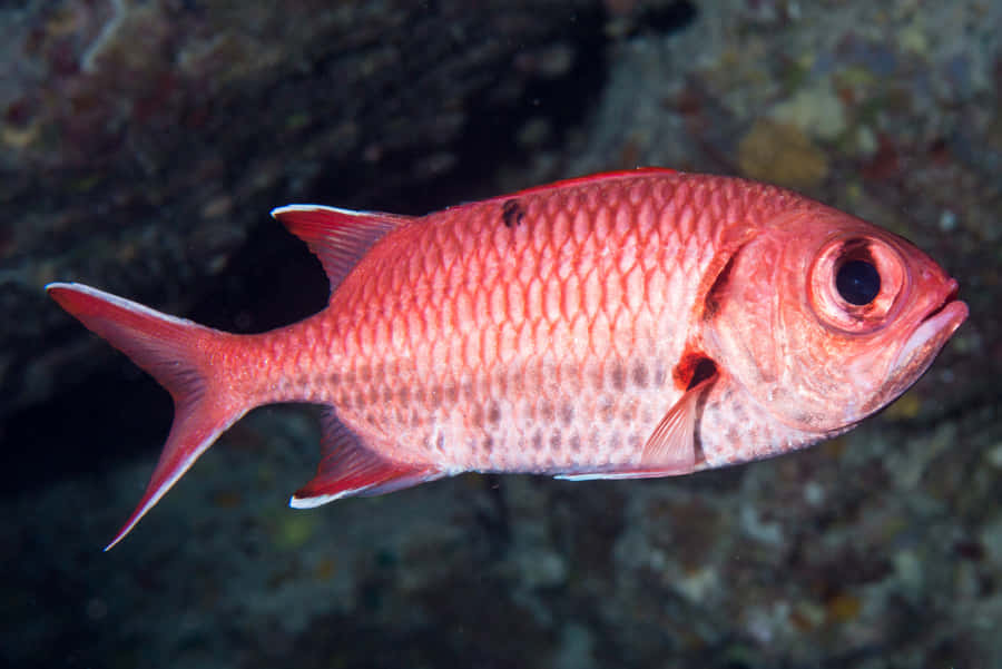 Pesce Soldato Rosso Sott'acqua