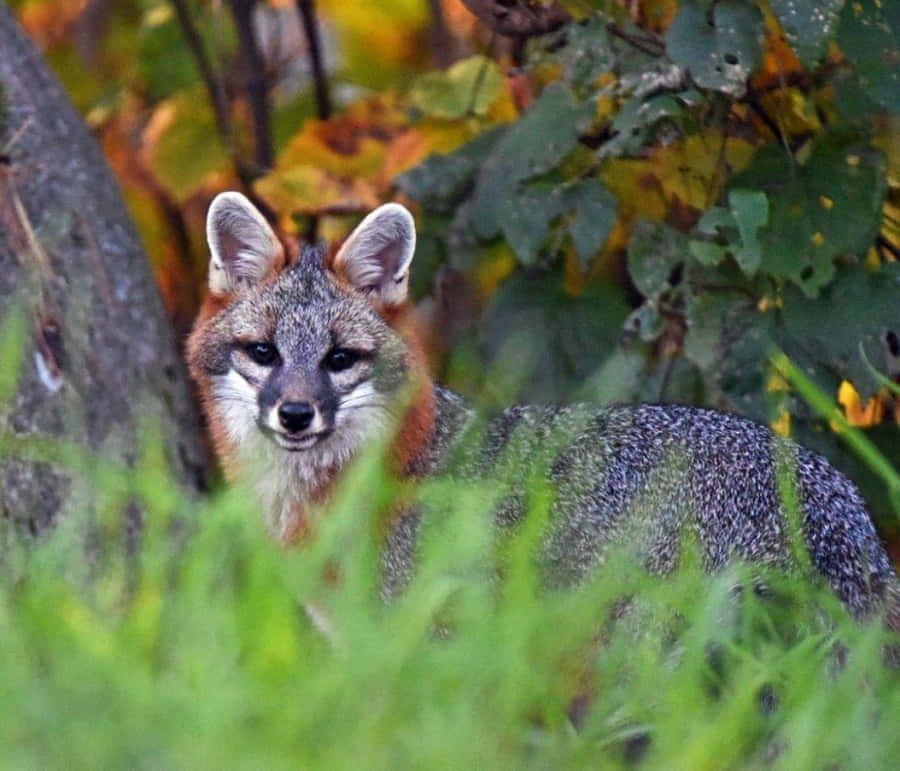 Dermajestätische Graufuchs