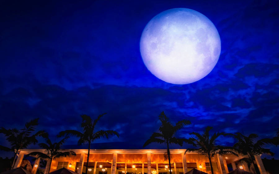 Earth Moon Sky Blue Palm Tree Building Night HD Wallpaper | Background Image