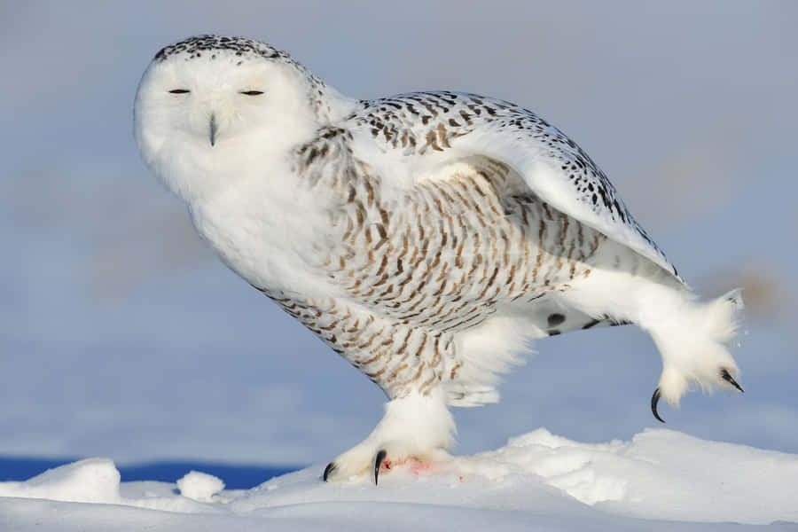 SchneeEule