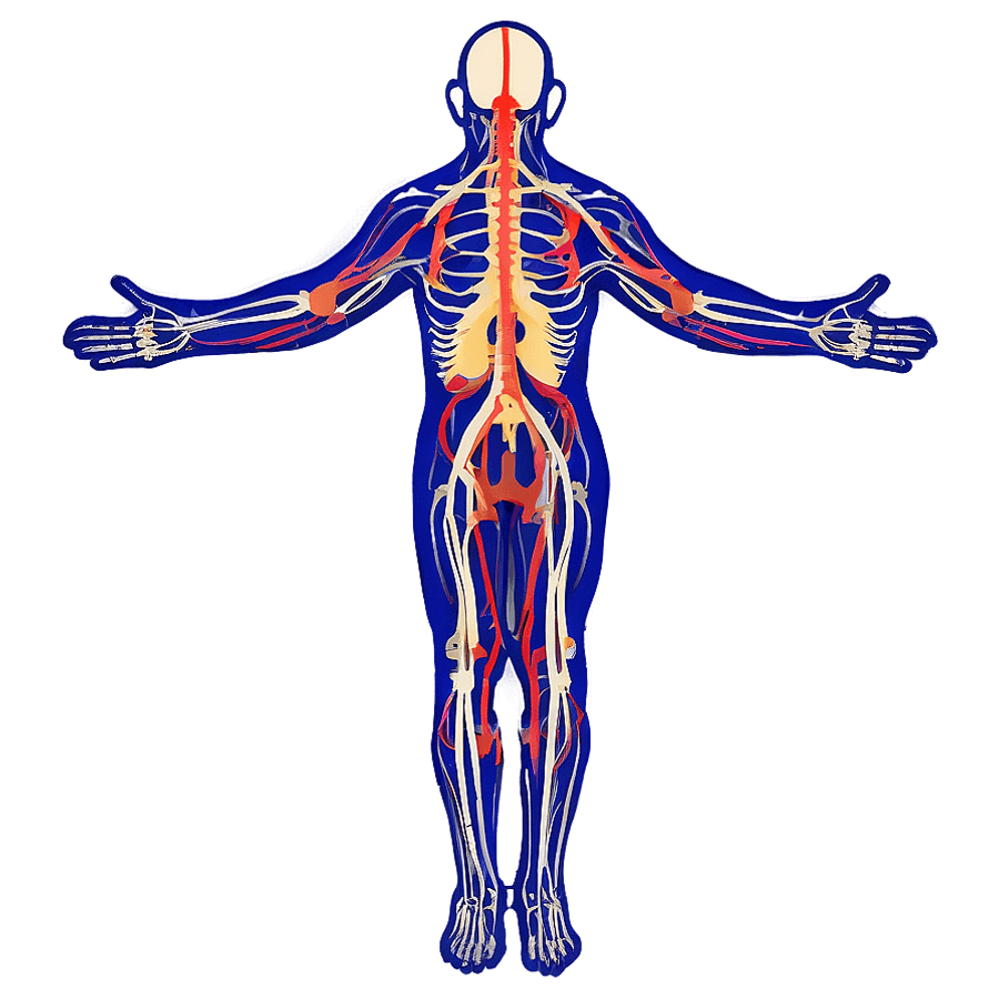 Nervous System Diagram PNG lgp