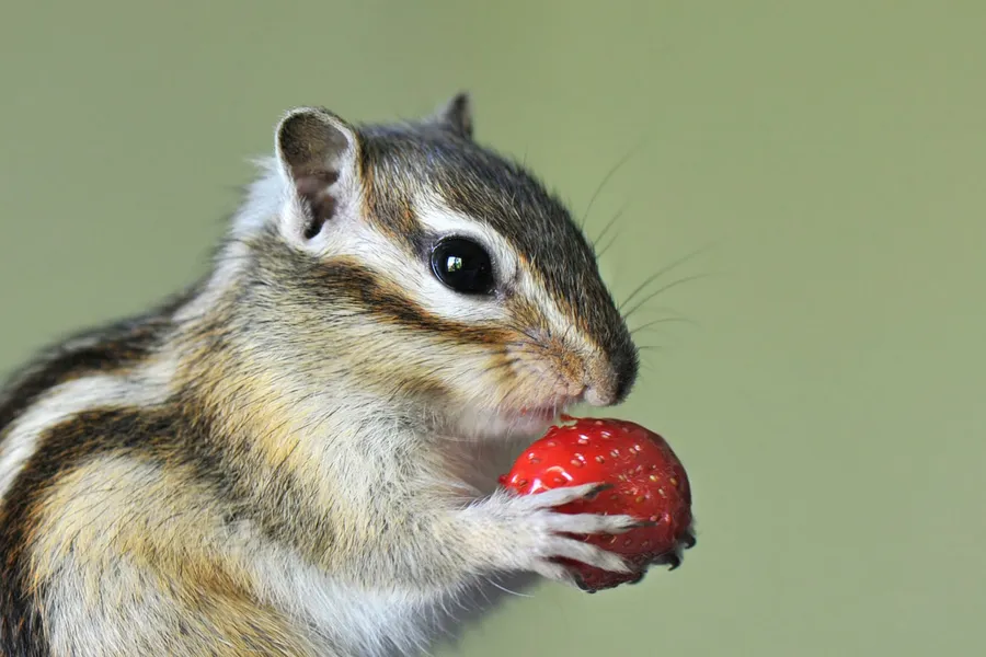 chipmunk Pictures