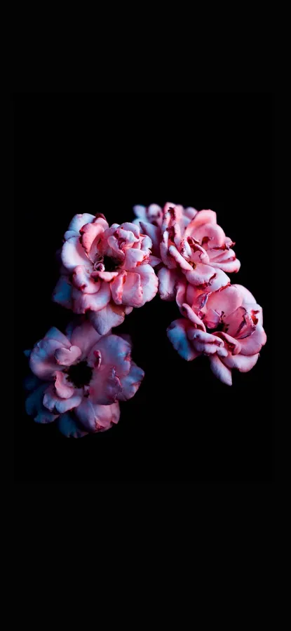 Note 10 Plus Pink Flowers wallpaper