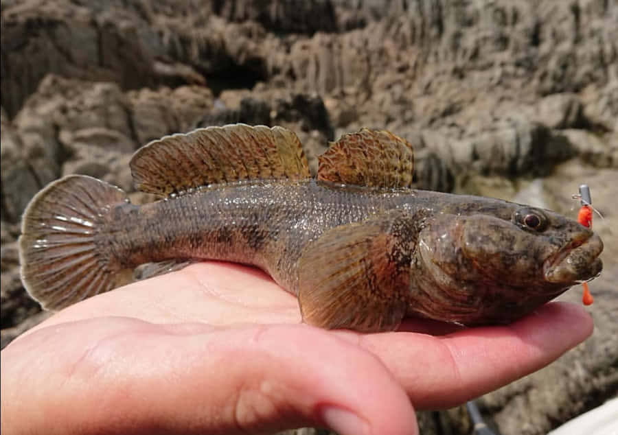 Peixe Goby Segurado na Mão