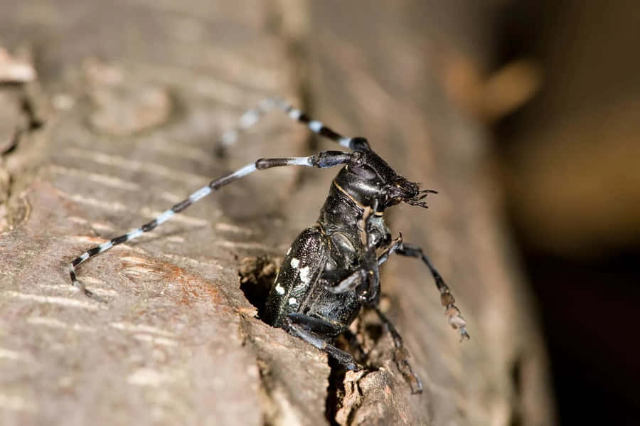 Besouro de Longas Antenas em Casca de Árvore