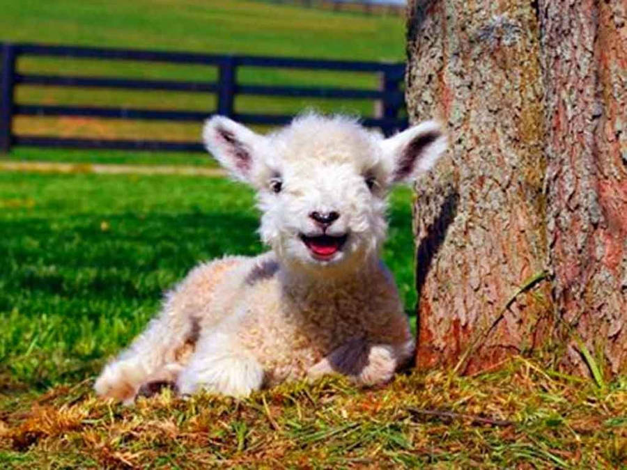 "LambSmiling By Tree" could be translated to "Lammet ler bredvid trädet" in Swedish, referring to an image of a lamb smiling next to a tree that could potentially be used as a computer or mobile wallpaper.