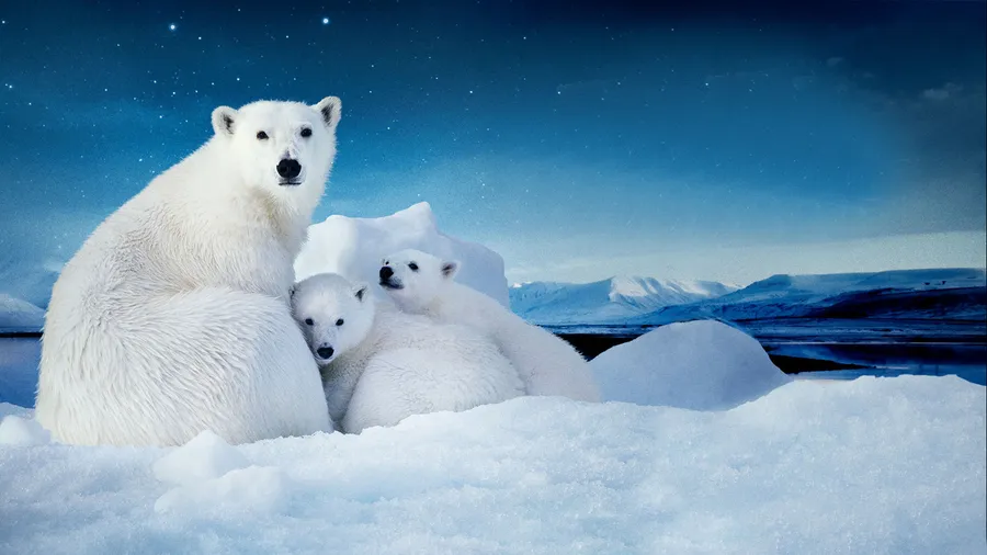 Arctic background