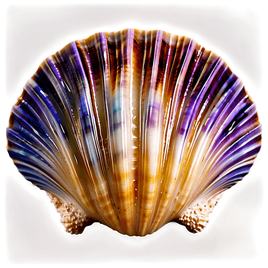 Ocean Clam Shell PNG sri51