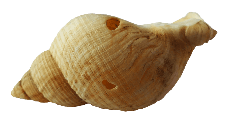 Spiral Seashell Isolated Background