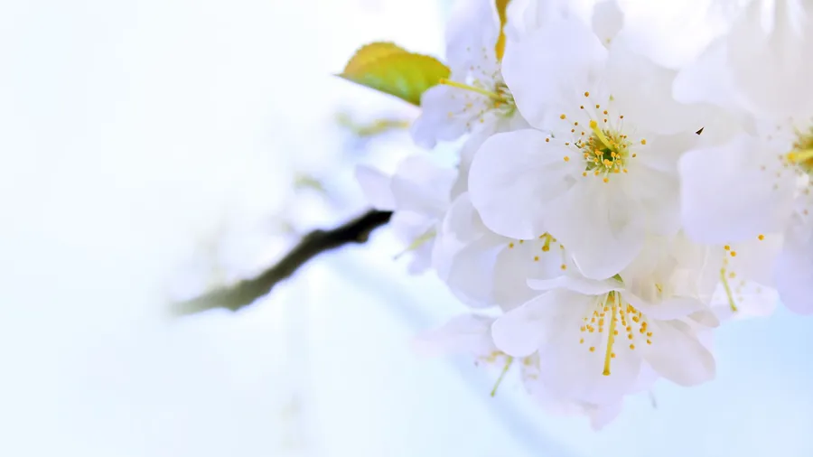 Bright Background