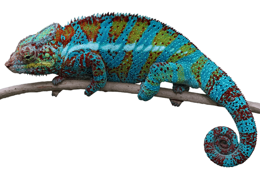 Colorful Chameleonon Branch.jpg