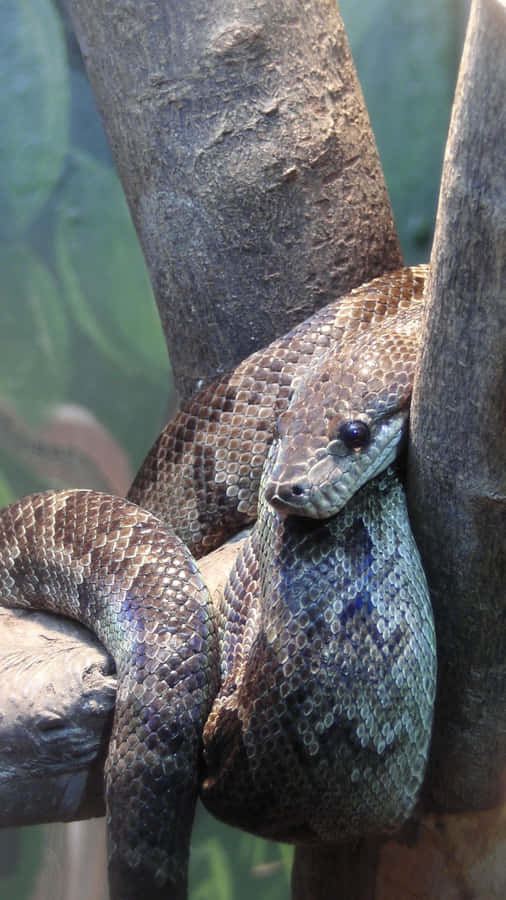 Anaconda Descansando em um Galho