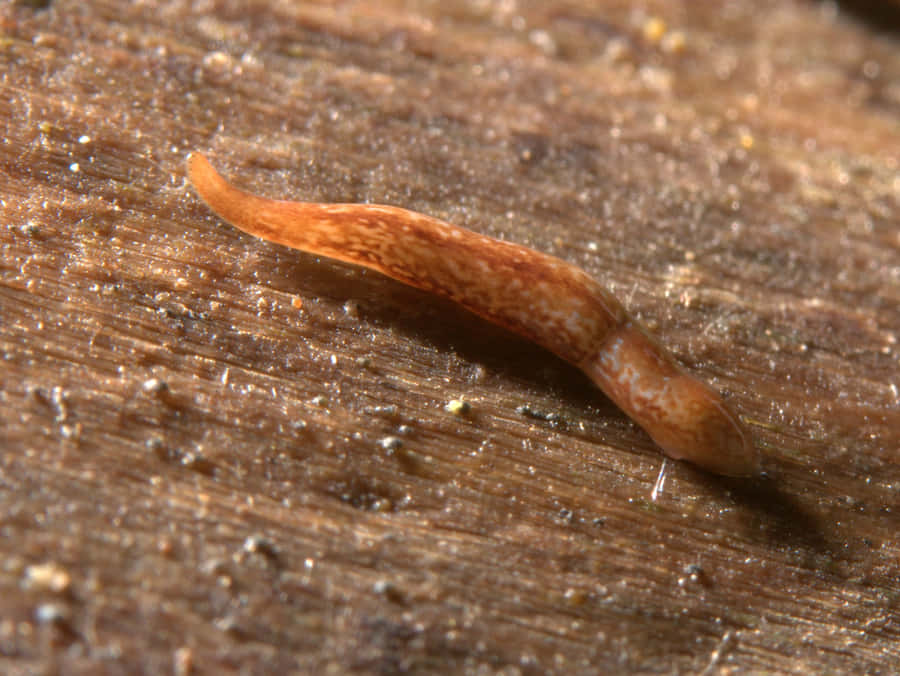 Piano di Planaria su Superficie di Legno