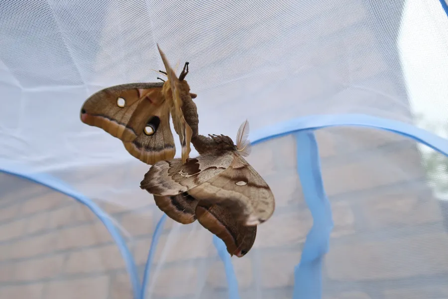 Polyphemus Moth Resting