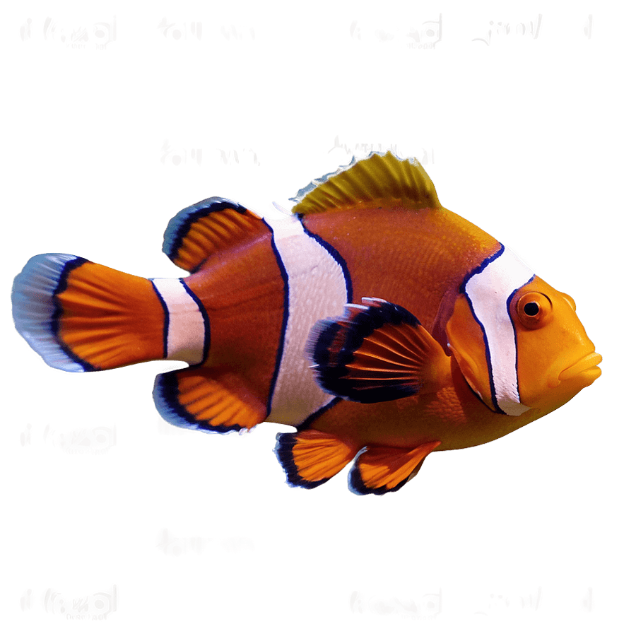 Vibrant Clownfish PNG 05262024