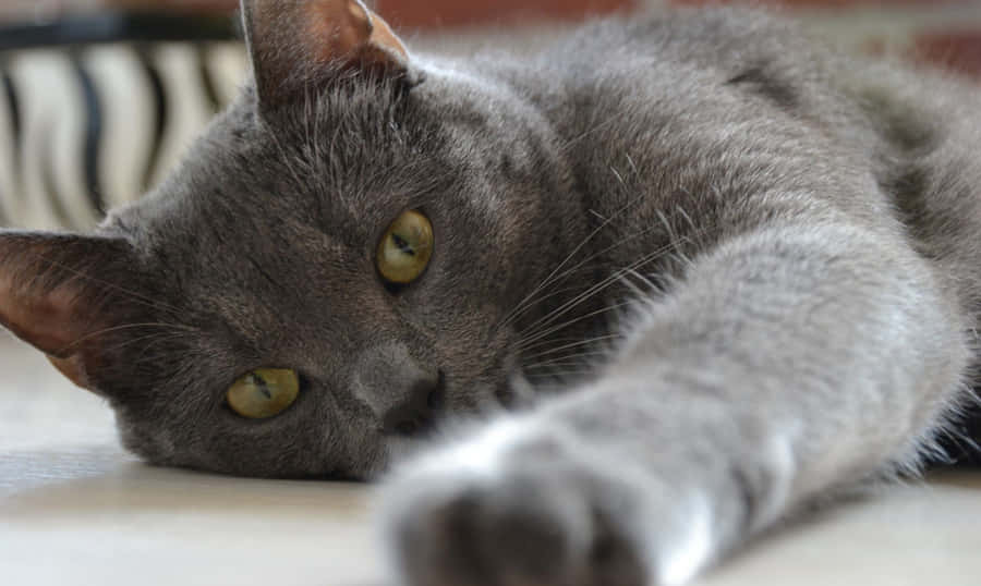 Fotode um Gato Russo Azul Cinza no Chão