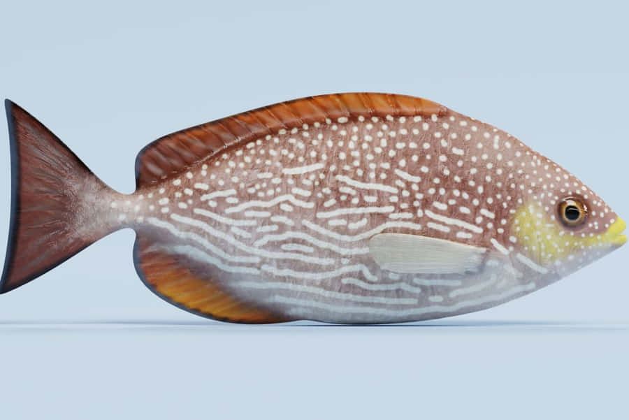 Kaninfisk Siganidae Art