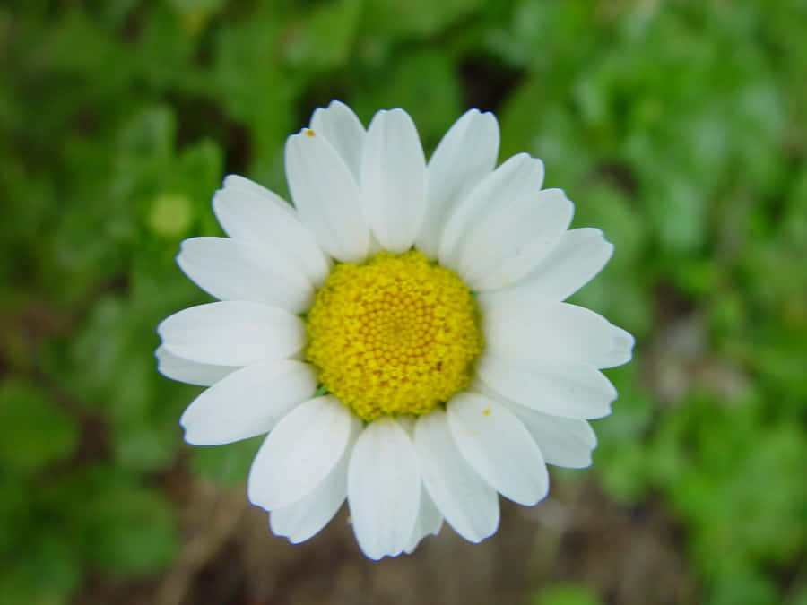 Encantadoraimagem de uma flor margarida