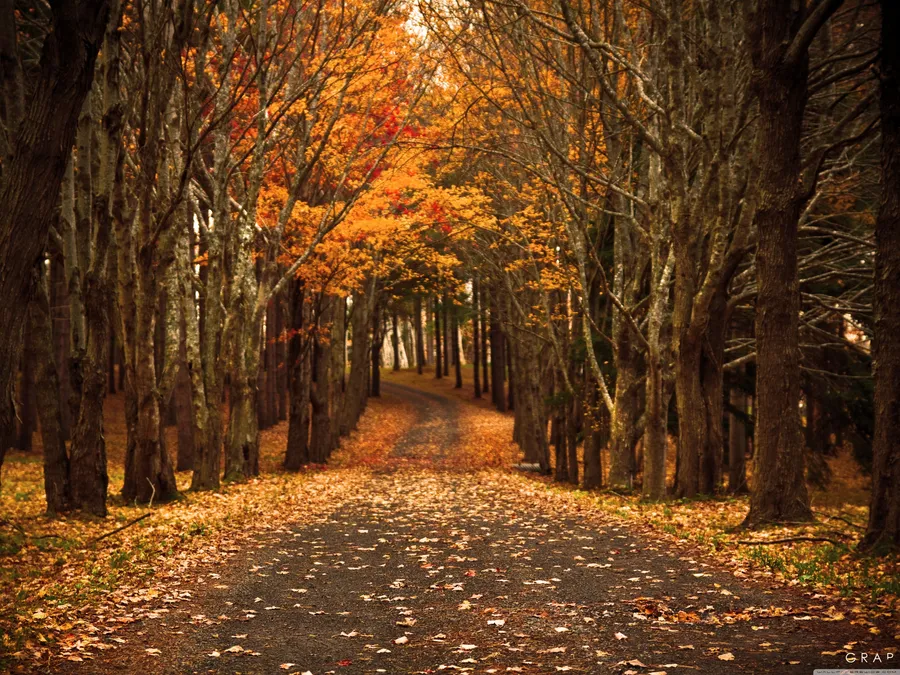 Cute Autumn