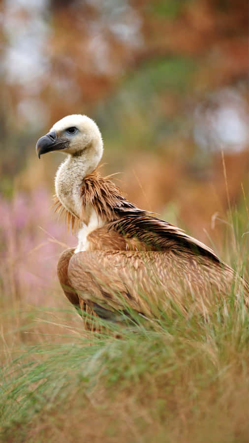 Majestätischer Geier in der Natur.jpg