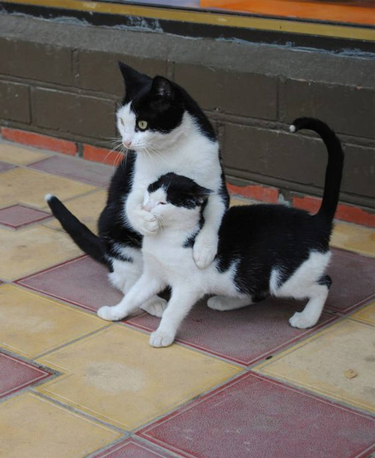 "BelugaCats Funny Moment" would be translated to "Roligt Ögonblick med Beluga-katter" in Swedish. Det är en potentiell titel till en rolig bild för att använda som bakgrundsbild på en dator eller mobiltelefon.