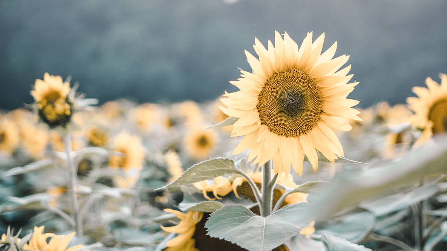 Sonnenblumenin einem Feld mit Bäumen im Hintergrund