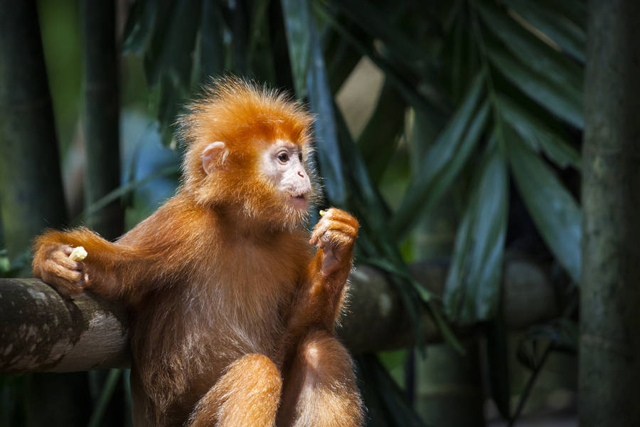 Macaco Langur do Leste de Java