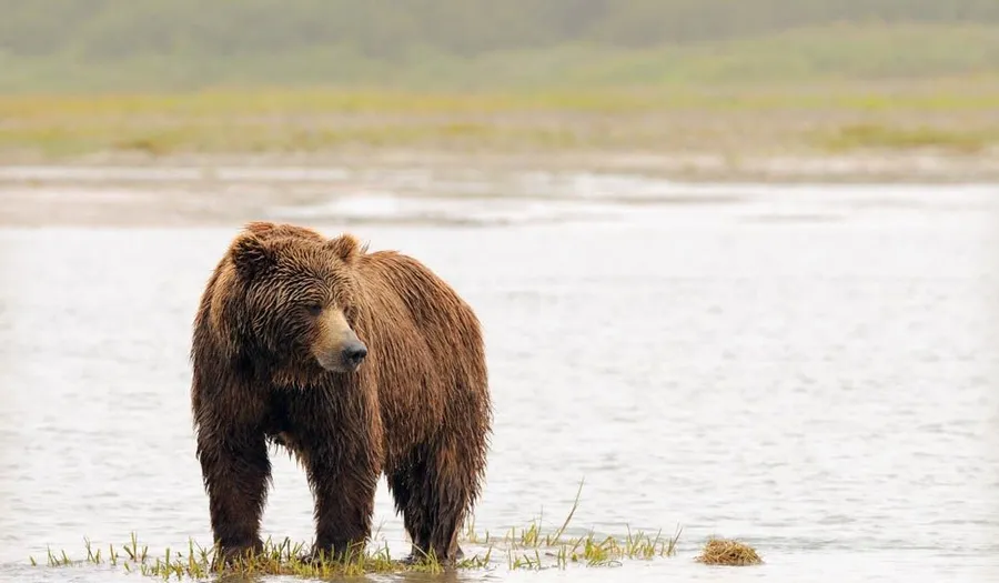 Bear Attack Pictures
