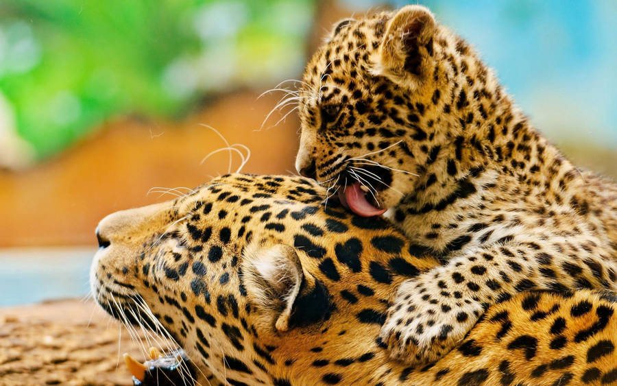 Preview wallpaper leopard, lick, couple, baby