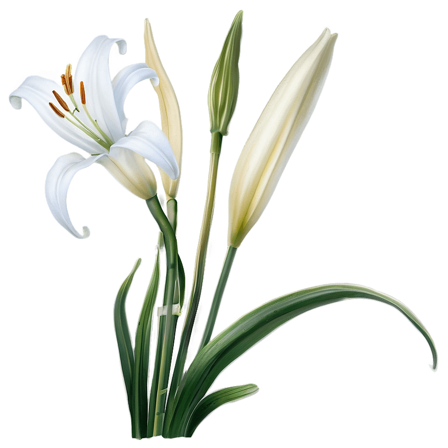 White Lily Stem PNG vyw