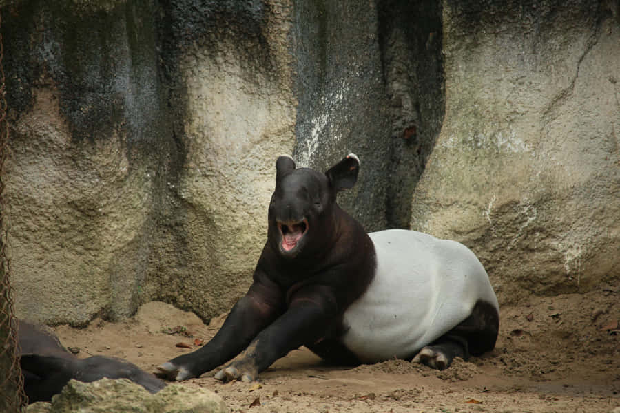Malayan Tapir Rustend