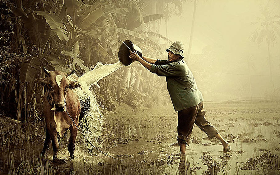 Download Man Giving Cute Cow A Bath Wallpaper | Wallpapers.com