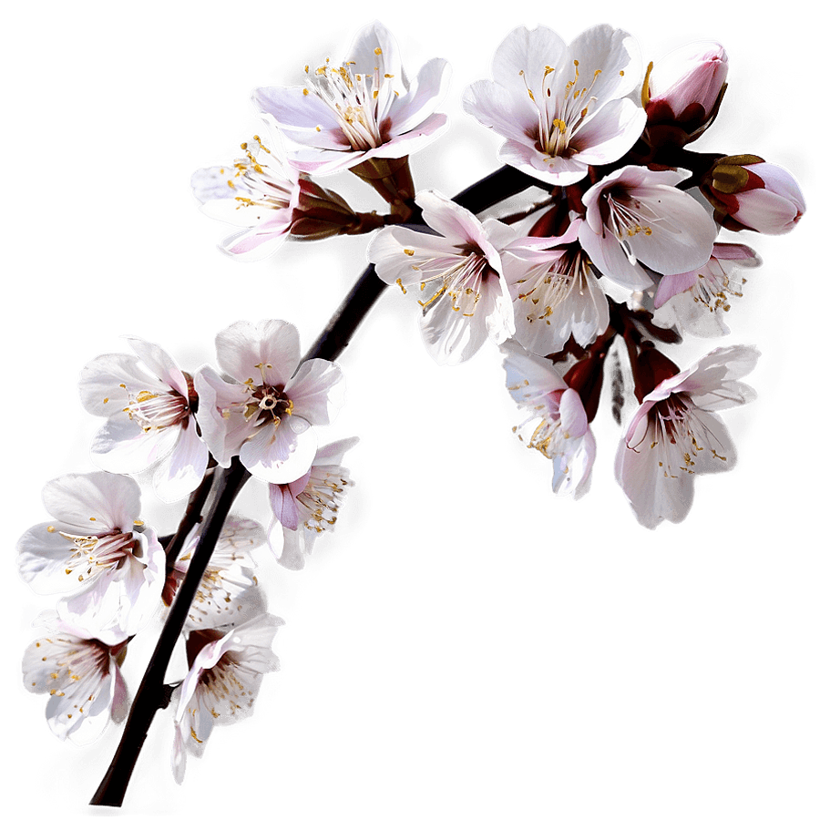 Fresh Spring Blossoms PNG cth