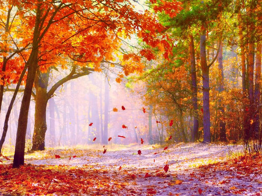 Download Maple Trees During Fall Wallpaper | Wallpapers.com