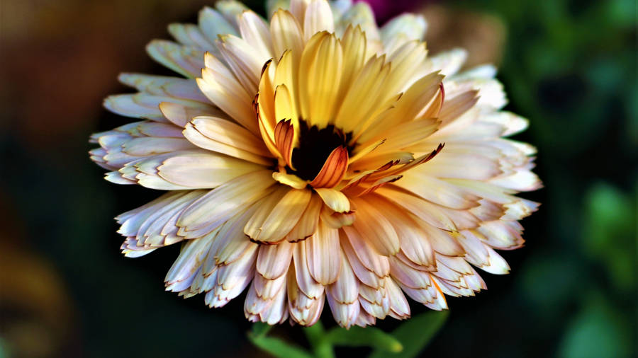 MarigoldMacrobilder
