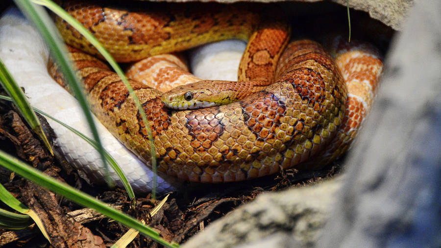 Download Mating Corn Snakes Wallpaper | Wallpapers.com