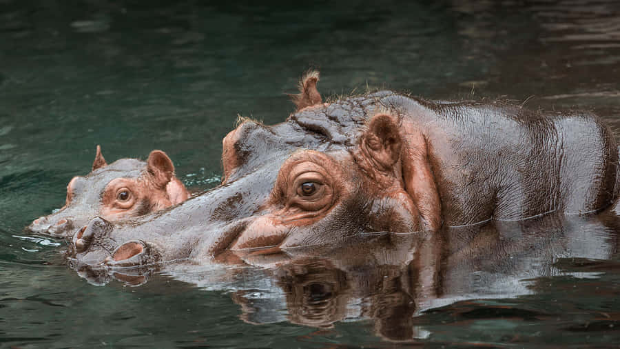 Umhipopótamo gigante se refrescando em um lago.