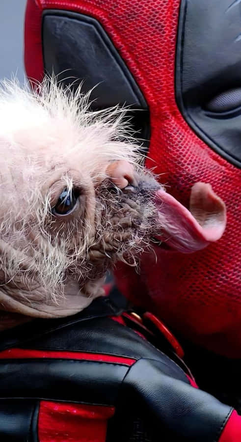 Deadpool Hund Kostüm