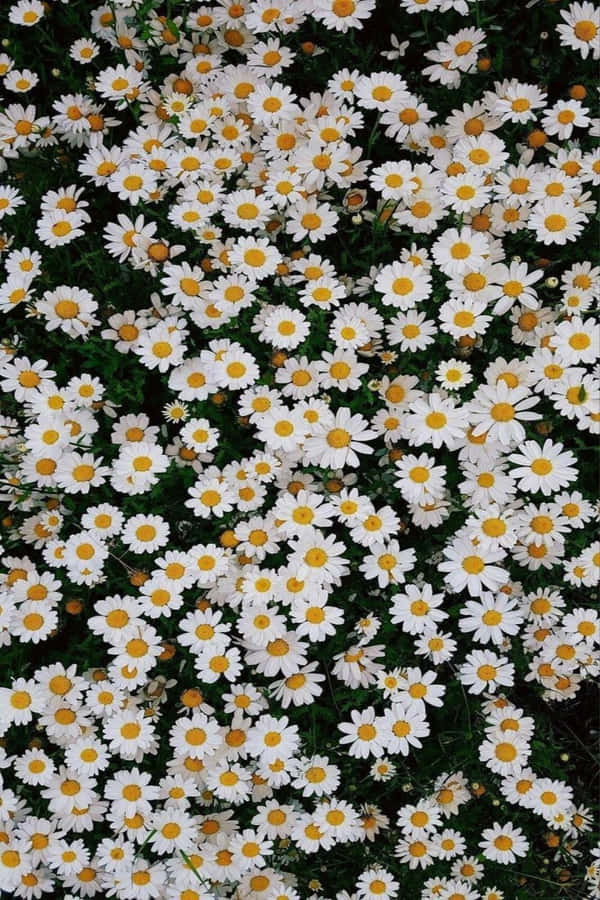 IndieFlower [sfondo per computer o cellulare]