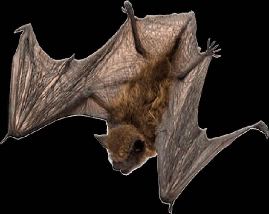 Flying Bat Transparent Background