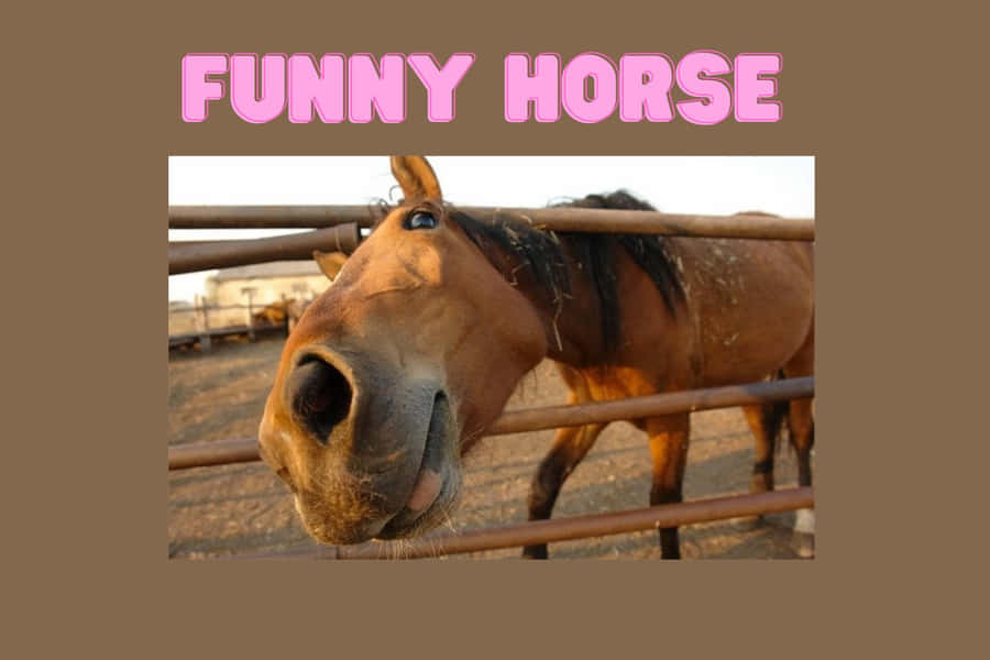 A Sunny Day Frolic - A Fun-loving Horse Playfully Gallops